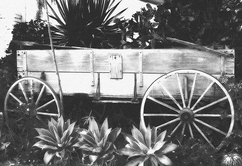 Photography-Buckboard