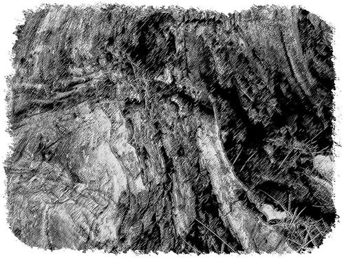 Photography-Black & White-Root
