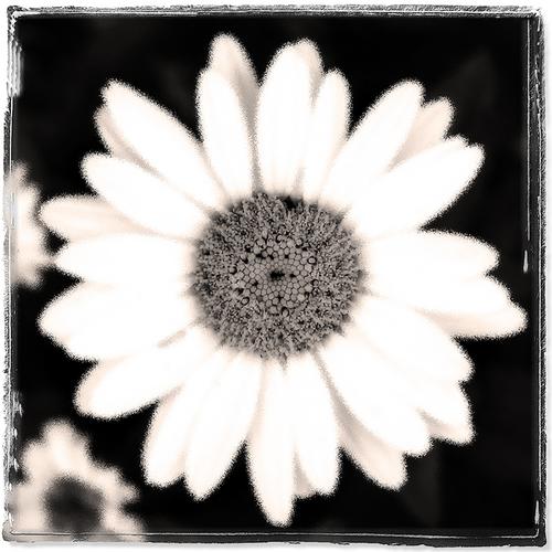 Photography-Color-Daisy