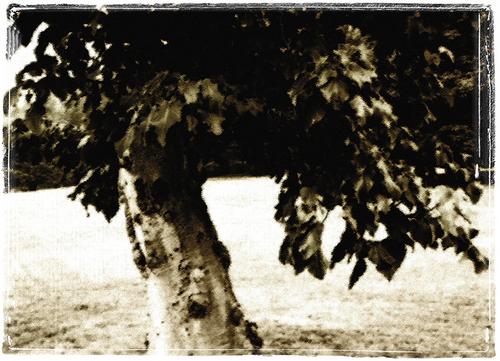 Photography-Oriental Tree