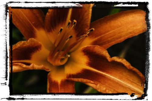 Photography-Color-Tiger Lily