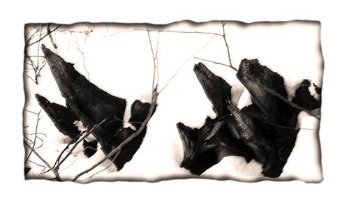 Photography-Black & White-Tree Stumps In Snow