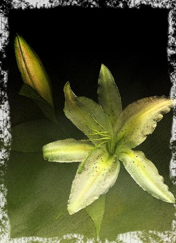 Digital Art-Lily