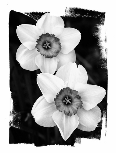 Photography-Black & White-Flowers