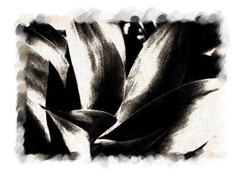 Digital Art-Maguey Cactus
