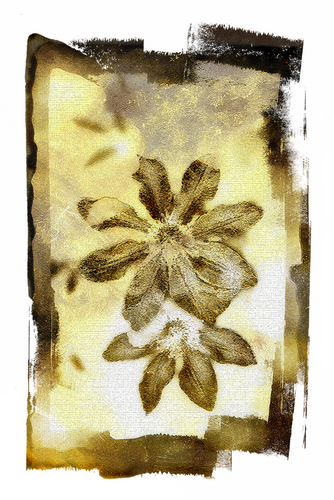 Digital Art-Abstract Flowers