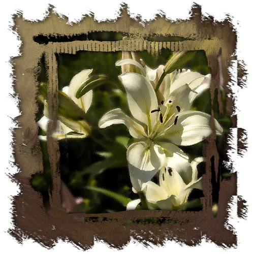 Digital Art-Flowers