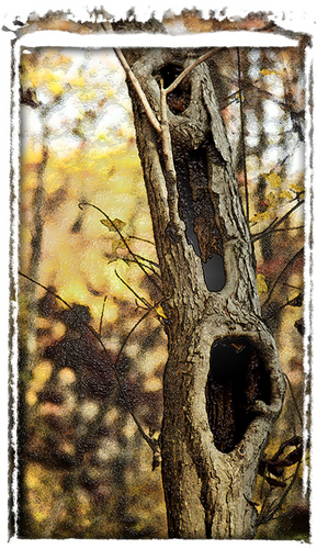 Photography-Hollow Tree