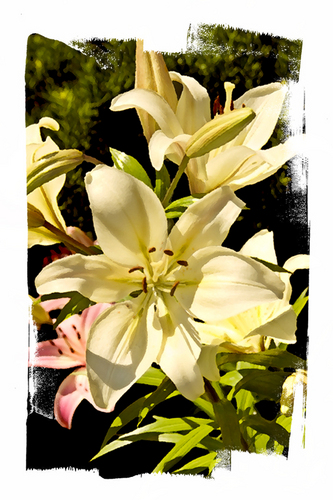 Photography-Yellow Flowers