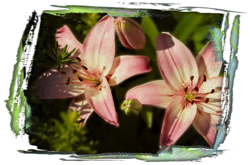 Digital Art-Pink Flowers