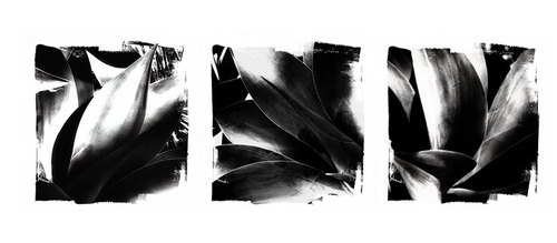 Photography-Black & White-Maguey Trinity