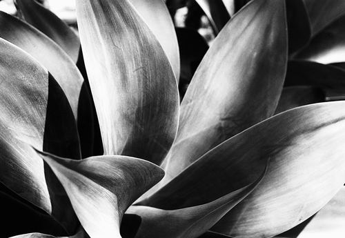 Photography-Cactus
