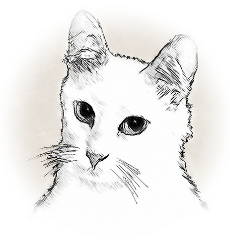 Print Making-Sketch of White Cat