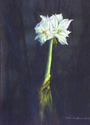 Floating Amaryllis Floating%20Amaryllis (thumbnail)
