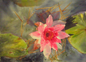 Pond Lily Pond%20Lily (thumbnail)