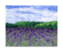 Purple%20Fields%20of%20Aiken (thumbnail)