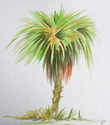 Palmetto%201 (thumbnail)