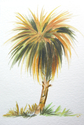 Palm%20Tree%20II (thumbnail)