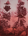 Salvia (thumbnail)
