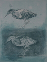 Green%20Heron (thumbnail)