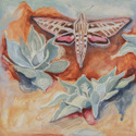 White-Lined%20Sphinx%20II (thumbnail)