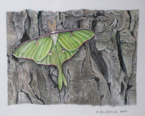 Luna%20Moth (large view)