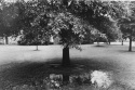 Photography, black & white, nature - Nature Photography