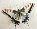 Butterfly (thumbnail)