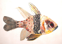 Fish%20Series%20%232 (thumbnail)