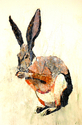 Rabbit (thumbnail)