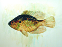 Fish%20Series%20%233 (thumbnail)