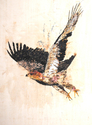 Eagle (thumbnail)