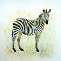 Zebra (thumbnail)