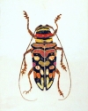 Beetle (thumbnail)