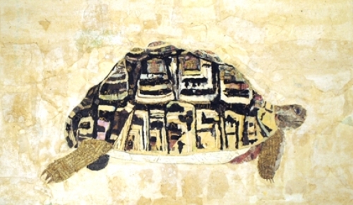 Turtle (thumbnail)