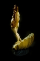 The%20Rebirth%20of%20Venus (thumbnail)