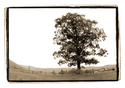 Tree (thumbnail)