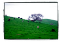 Cows (thumbnail)