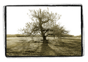 Terhune%20Apple%20Tree (thumbnail)