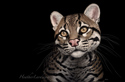 Heather Lara - Wildlife Painting Heather Lara, heatherzart, scratchboard art, scratchboard cats, big cats, wild cats, ocelot, ocelots, South America, central american wildlife, scratchboard animals, scratchboard cats, ampersand scratchbord art, bird art, avian art, realism, photorealism, nature art, wildlife art, portrait, portraiture, cormorants, cormorant, water bird, diving bird, brown cat, spotted cat, brown, black, sunlight, shade, pigment inks - Wildlife Painting