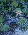 Water%20Lily (thumbnail)