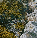 Sea%20Grass (thumbnail)