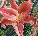 Star%20Gazer%20Lily (thumbnail)