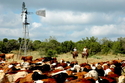 Photography--Digital-PhotojournalismPassing the Windmill