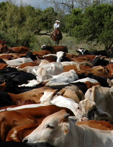 Photography-Photojournalism-Holding the Herd