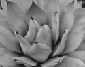 Cacti (thumbnail)