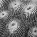 Hairy%20Cactus (thumbnail)