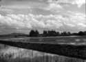 Clouds%20over%20padi%20fields%201961 (thumbnail)