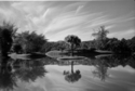 Tree%2C%20Taiping%201954 (thumbnail)
