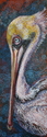 Pelican Profile